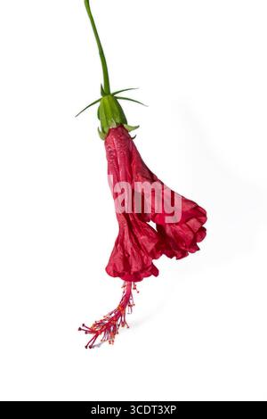 Hibiskusblüte oder chinesische Rose, hawaiianischer Hibiskus, China Rose, Schuhblüte mit Blättern isoliert auf weißem Hintergrund Stockfoto