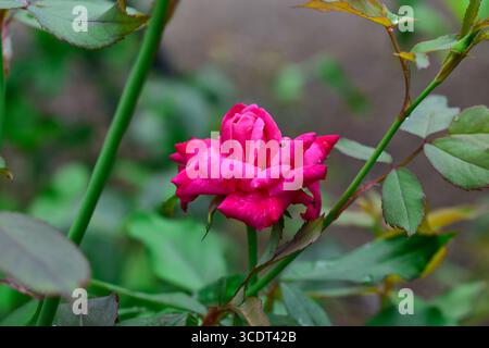 Nahaufnahme einer rosa Rose auf dunkelgrünem Hintergrund Stockfoto