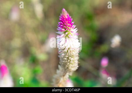 Cockscomb oder Chinesische Wollblume (Celosia argentea L.) im Garten Stockfoto