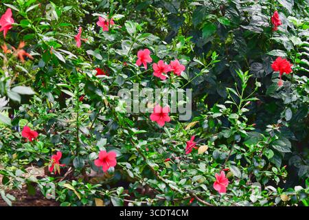 Rosafarbene Hibiskusblüten ( chinesische Rose, chinesischer Hibiskus, hawaiianischer Hibiskus ) im tropischen Garten Stockfoto