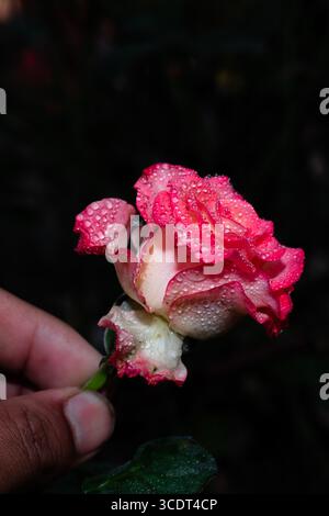 Rosa Rosenblume mit Regentropfen auf schwarzem Hintergrund Stockfoto