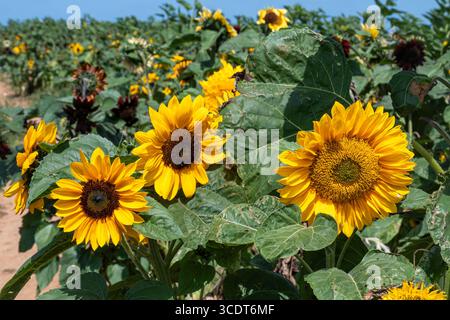 Rhossili Sunflowers, eine beliebte Touristenattraktion auf der Gower Peninsula in Südwales, Großbritannien, im Sommer Stockfoto