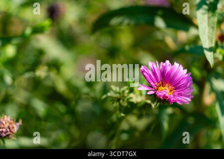 Nahaufnahme der leuchtenden rosa Asterblumen, die in einem Garten blühen, mit grünen Blättern und verschwommenem Hintergrund. Perfekt für Botanik, Natur und Blumen Stockfoto