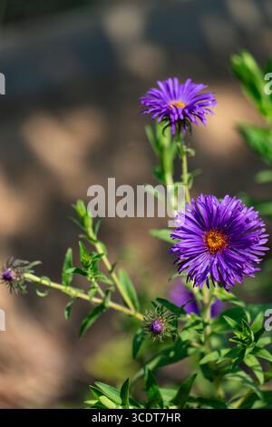 Nahaufnahme einer leuchtenden violetten Asterblume in voller Blüte, umgeben von üppig grünen Blättern, perfekt für Natur und Blumenkonzepte Stockfoto
