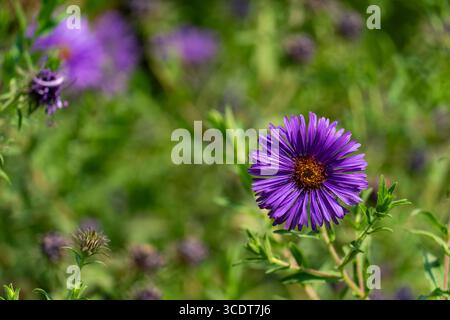 Nahaufnahme einer leuchtenden violetten Asterblume in voller Blüte, umgeben von üppig grünen Blättern, perfekt für Natur und Blumenkonzepte Stockfoto