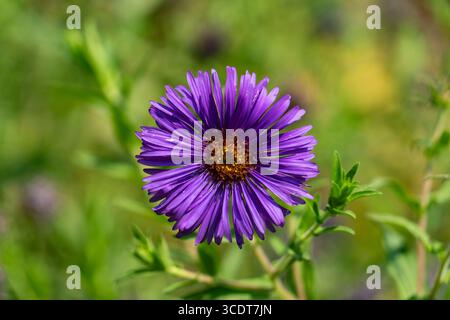 Nahaufnahme einer leuchtenden violetten Asterblume in voller Blüte, umgeben von üppig grünen Blättern, perfekt für Natur und Blumenkonzepte Stockfoto
