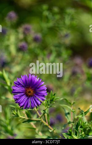 Nahaufnahme einer leuchtenden violetten Asterblume in voller Blüte, umgeben von üppig grünen Blättern, perfekt für Natur und Blumenkonzepte Stockfoto