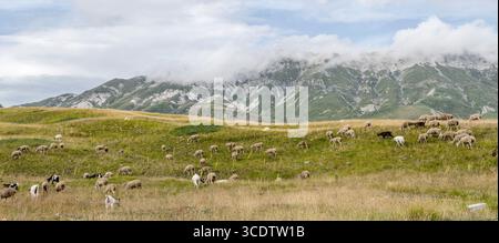Landschaft mit Schafherden auf dem Campo Imperatore-Hochland und Meeresbrise-Wolken, die die Laga Mountains im Hintergrund umhüllen, aufgenommen in hellen Sommer-Li Stockfoto