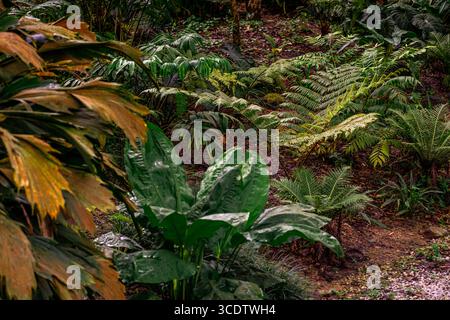 Ein Nahaufnahme von üppigem tropischem Grün in den Botanischen Gärten von Singapur. Stockfoto