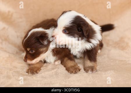 Zwei Welpen liegen auf einer Decke, von denen einer braun und weiß ist Stockfoto