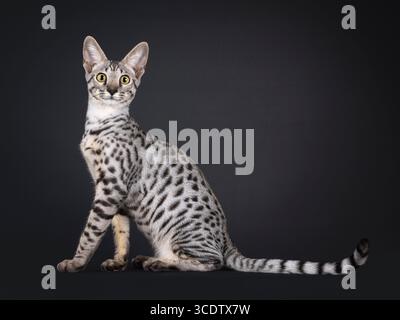 Wunderschöne silberne Savannah-Katze, die seitlich sitzt. Blick direkt auf die Kamera. Isoliert auf schwarzem Hintergrund. Stockfoto