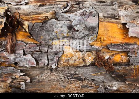 Die Textur des Stammes eines alten Baumes mit gebrochener Rinde darauf. Stockfoto