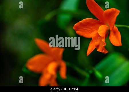 Ein Foto eines wunderschönen orangen Orchideenhybriden, bekannt als Sophrolaeliocattleya (lateinischer Name) Aloha Jewel. Stockfoto