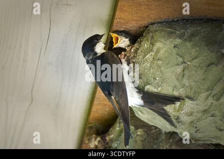 Haus Martin (Delichon urbicum) füttert seine Jungen am Nesteingang Stockfoto