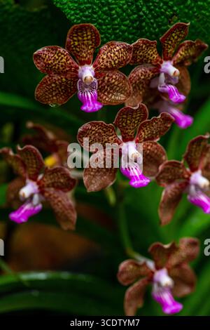 Bunte Orchideen in den botanischen Gärten von Singapur. Stockfoto