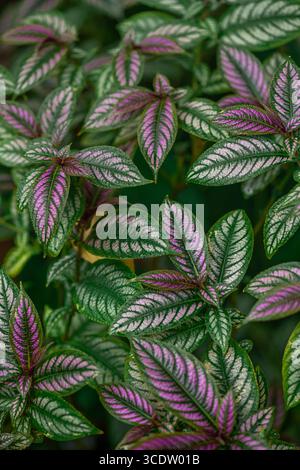 Strobilanthes dyeriana, den Persischen Schild oder Royal purple Anlage. Stockfoto