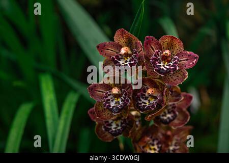 Ein wunderschöner Haufen hellrosa Cymbidium oder Boat Orchid. Stockfoto