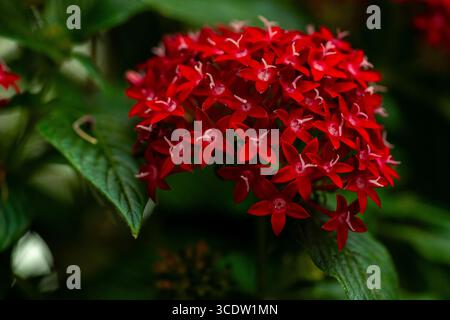 Rote Pentas lanceolata, auch bekannt als ägyptischer Sternhaufen im Garten. Stockfoto