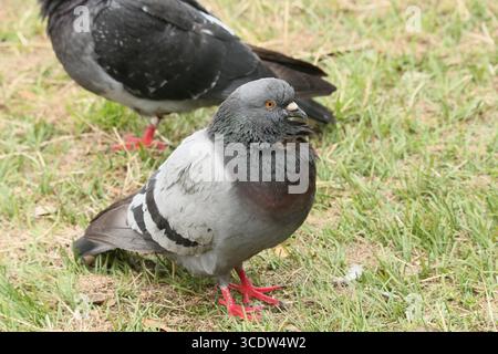 Dublin, Irland - 25. Juli 2025 - Eine Taube, die an einem warmen, sonnigen Nachmittag in der irischen Hauptstadt auf einem Grasgebiet in der Nähe eines Stadtparks gesehen wird Stockfoto