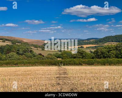 Weite Sicht auf ein ausgeerntetes Feld, sanfte Hügel und Hecken unter einem hellblauen Himmel in der Shropshire Hills National Landscape, Shropshire, Großbritannien, aufgenommen an einem warmen Sommernachmittag mit verstreuten Kumuluswolken. Stockfoto