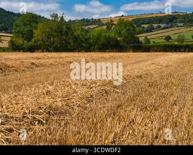 Frisch geerntete Getreidefelder mit Strohblöcken im warmen Sommerlicht, umgeben von sanften Hügeln und Hecken in der Shropshire Hills National Landscape, Shropshire, Großbritannien. Stockfoto
