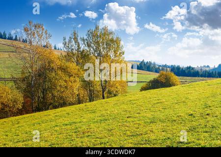 Berglandschaft mit Wald im Herbst. Wunderschöne Landschaft im Hochland der ukraine. Kleiner Hain auf dem Hügel in bunten Blättern unter blauem Himmel Stockfoto