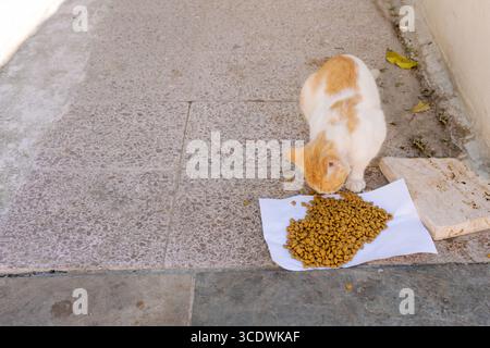 Die Katze sitzt auf einem weißen Papier und isst Futter aus einer Schüssel. Die Schüssel wird auf das Papier gelegt, und die Katze genießt ihr Essen Stockfoto