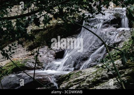 Ein ruhiger Bach, der sanft über Felsen fließt, in einem üppigen, lebhaften Waldgebiet Stockfoto