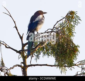 Eurasische Elster, Pica pica in dramatischer Pose auf einem Nadelzweig, beleuchtet von scharfem Morgenlicht, hoher Kontrast, der Hochglanzblau hervorhebt. Stockfoto