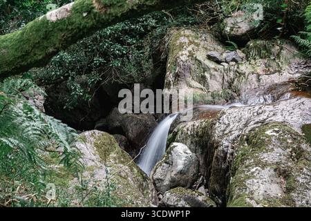 Ein ruhiger Waldstrom, der sich über die Felsen erstreckt und inmitten üppiger Grünflächen von Natur aus Schönheit verströmt Stockfoto