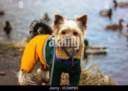 Ein süßer, lustiger, nasser Yorkshire Terrier Hund in einem warmen gelben, wasserabweisenden Jumpsuit spaziert in der Natur nahe einem See mit Wildenten. Haustier in warmer Kleidung draußen Stockfoto