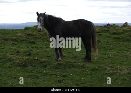 Pferd auf einem grünen Hügel mit Felsen und weißem Himmel - dunkelgraues Pferd, das auf die Kamera blickt, während es seitlich steht Stockfoto