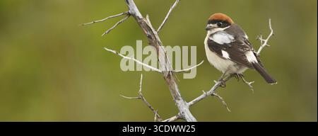 Rothaarige Krabbe, Woodchat Krabbe, Lanius Senator, Pie-grieche a tete rousse, Alcaudon Comun, Nemrut Dagi, Karadut, Adyaman, Türkei Stockfoto