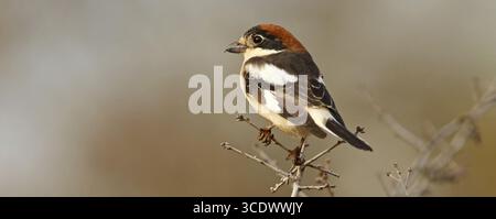 Rothaarige Krabbe, Woodchat Krabbe, Lanius Senator, Pie-grieche a tete rousse, Alcaudon Comun, Nemrut Dagi, Karadut, Adyaman, Türkei Stockfoto