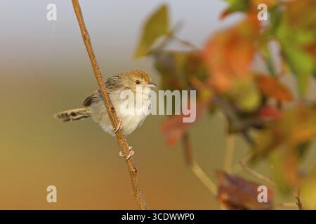 Rotkrone Cisticola, rasselnde Cisticola, Cisticola chiniana, Cisticola chinianus, Kruger-Nationalpark, Letaba Camp, Südafrika Stockfoto