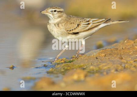 Lark mit Kurzzehe, Lark mit großer Kurzzehe, Lark mit Kurzzehe, Calandrella brachydactyla, Alouette calandrelle, Terrera Comun, Celias Waterhole, Ezuz, Ha Stockfoto