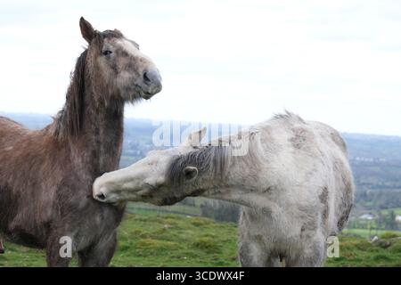 Zwei Pferde auf einem grünen Hügel mit Dörfern im Hintergrund und weißem Himmel - ein braunes Pferd mit weißem Pferd und Blick in die Kamera. Stockfoto