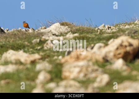 Rock-Thrush, Mountain Rock-Thrush, Rufous-tailed Rock-Thrush, Monticola Saxatilis, Monticole de roche, Merle de roche, Roquero Rojo, Nemrut Dagi, Kara Stockfoto