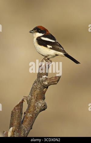 Rothaarige Krabbe, Woodchat Krabbe, Lanius Senator, Pie-grieche a tete rousse, Alcaudon Comun, Nemrut Dagi, Karadut, Adyaman, Türkei Stockfoto