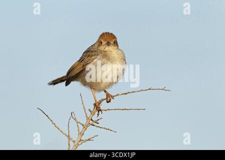 Rotkrone Cisticola, rasselnde Cisticola, Cisticola chiniana, Cisticola chinianus, Kruger-Nationalpark, Lower Sabie Camp, Südafrika Stockfoto