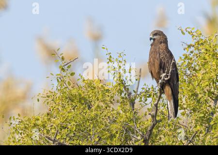 Black Kite, Milvus migrans, Israel Stockfoto