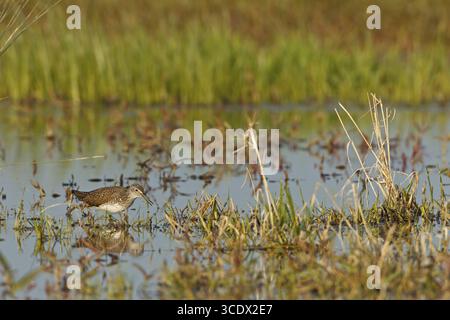 Grüner Sandpiper, Tringa ochropus, Chevalier culblanc, Andarrios Grande, Bezirk Worms, Rheinland-Pfalz, Deutschland Stockfoto