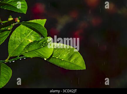 Wassertropfen auf einer Zitruspflanze Stockfoto