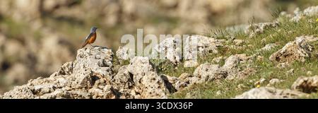 Rock-Thrush, Mountain Rock-Thrush, Rufous-tailed Rock-Thrush, Monticola Saxatilis, Monticole de roche, Merle de roche, Roquero Rojo, Nemrut Dagi, Kara Stockfoto
