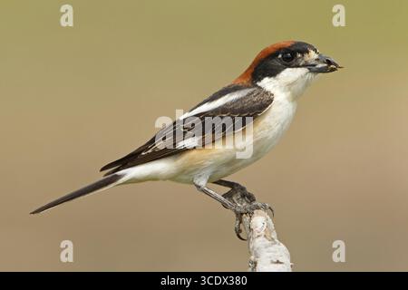Rothaarige Krabbe, Woodchat Krabbe, Lanius Senator, Pie-grieche a tete rousse, Alcaudon Comun, Goeksu Delta, Silifke, Silifke, Türkei Stockfoto