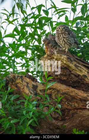 Little Ewl Athene noctua, Portraitansicht eines einzelnen erwachsenen gefiederten Vogels, der auf einem Zweig einer Weide thront, Nottinghamshire, Juni, Großbritannien Stockfoto