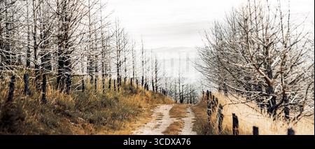 Panoramaaufnahme einer unbefestigten Straße, die durch Reihen verbrannter Bäume mit geschwärzten Stämmen und trockenem Gras, Reste eines Waldfeuers, führt Stockfoto