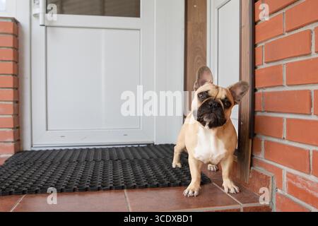 Niedliche französische Bulldogge mit neugierigem Ausdruck, die auf einer gefliesten Veranda an einer Ziegelwand und einer weißen Tür steht Stockfoto