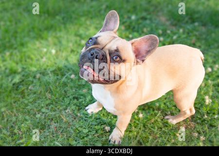 Warnender französischer Bulldogge mit Kitzmantel und weißer Brust, die auf dem Bürgersteig mit grünem Rasen dahinter steht Stockfoto