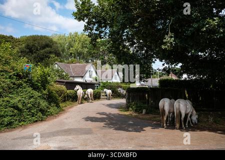 New Forest Ponys grasen und gehen frei durch die Seitenstraßen in Burley Hampshire England Stockfoto
